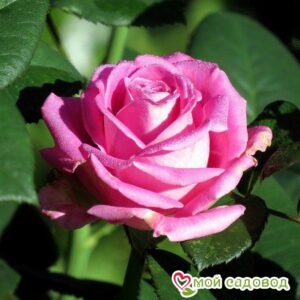 Роза чайно-гибридная Аква в Северске