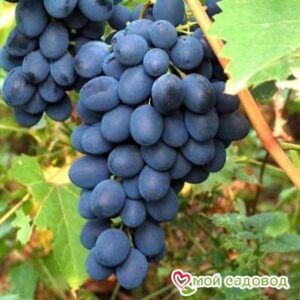Ароматный и сладкий виноград “Августа” в Северске