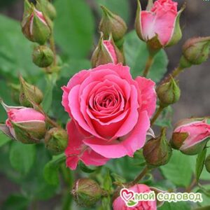 Роза Спрей розовый в Северске
