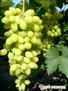 Виноград Осенний крупноплодный в Северске