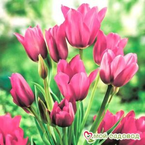 Тюльпан многоцветковый Пурпл Букет в Северске