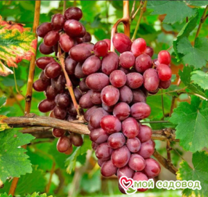 Виноград Виктория винная в Северске