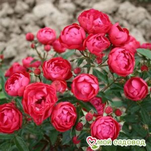 Роза полиантовая Морздаг Ред (Morsdag Red) в Северске