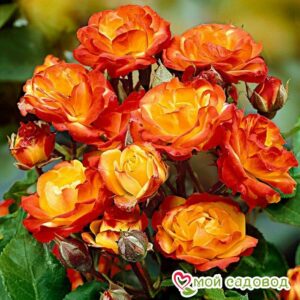 Роза полиантовая Румба (Rumba) в Северске