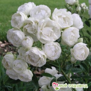 Роза полиантовая Морздаг Уайт (Morsdag White) в Северске